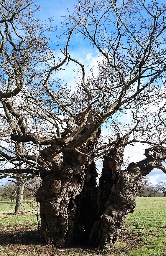 An ancient oak at Windsor Great Park