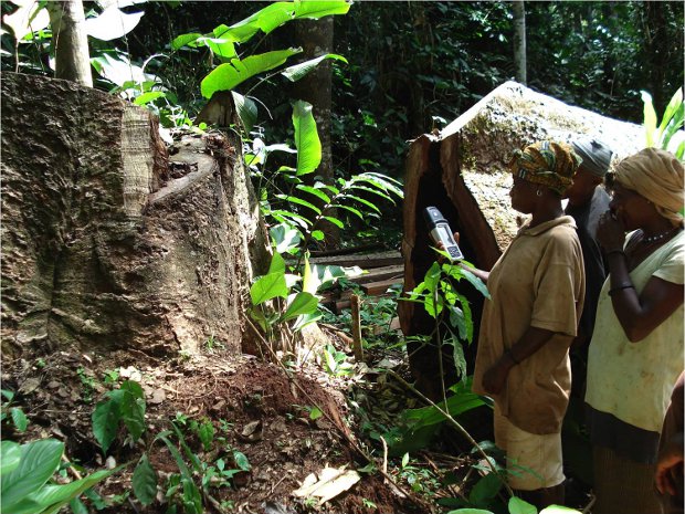Baka women geotag an illegally felled sapelli tree in Cameron