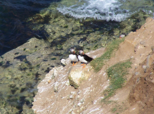 Puffins on South Landing