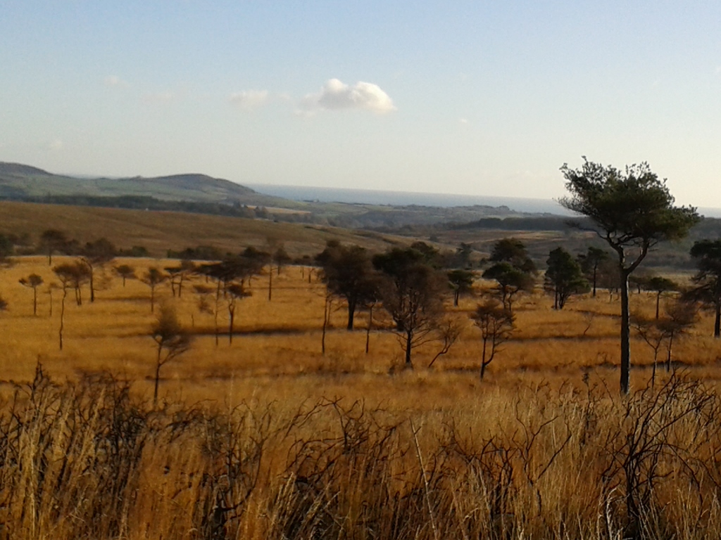 East Devon Pebblebed Heaths