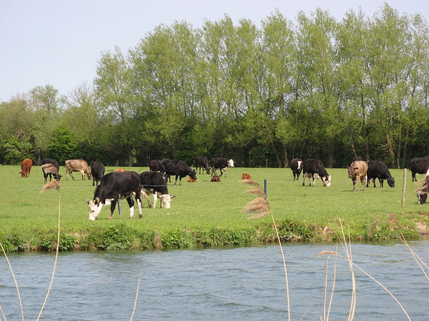 Cows by river