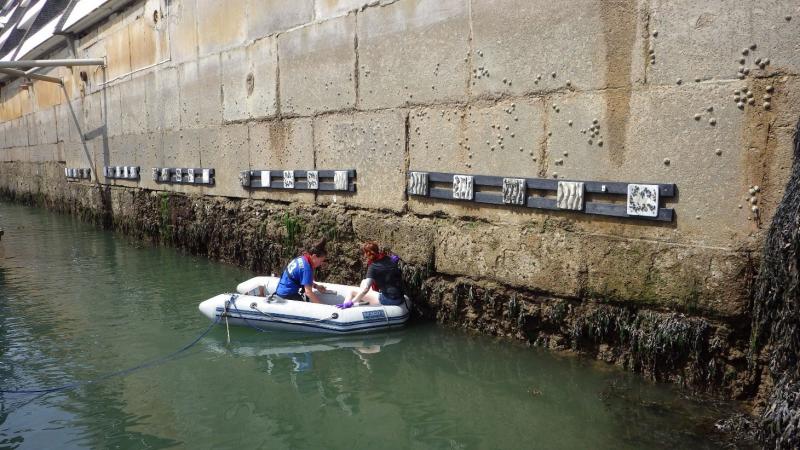 Figure 1. In Plymouth Sound we are testing novel ecological engineering designs to help bring back biodiversity on featureless seawalls. This photograph shows one of our experiments on Mayflower Marina’s inter-tidal seawall. Photo credit: LB Firth.