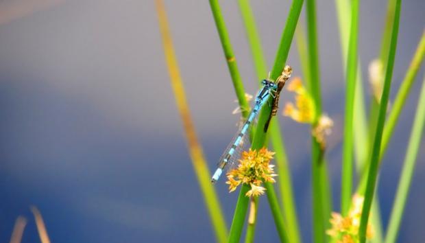 Dragonfly