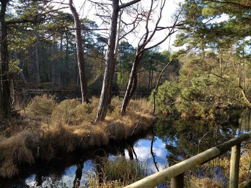 East Devon Pebblebed Heaths